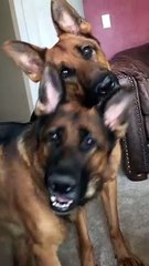 Synchronized Head Tilts By Handsome Shepherds