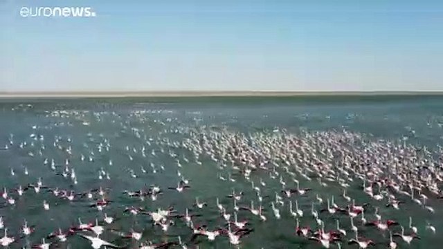 Kazakistan, lo spettacolo dei fenicotteri rosa. Uno stormo sul lago Karakol