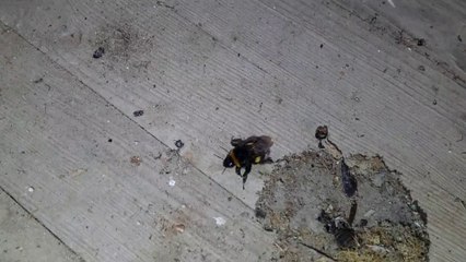 URBEX HORREUR  (révélation chocolatine)