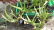 Grow Aloe Vera  Plant First | Aloe Vera