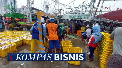 Teluk Jakarta Terceram Paracetamol Tinggi, Apa Dampaknya Bagi Fauna dan Manusia?