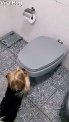 Yorkie Uses a Mini Toilet