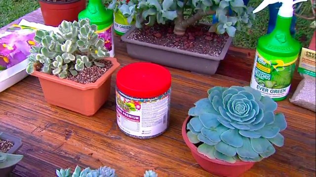 bd-expertos-le-responden-como-cuidar-sus-plantas-061021