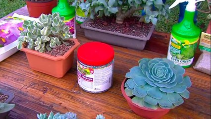 bd-expertos-le-responden-como-cuidar-sus-plantas-061021