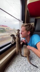 Travelling Meerkats Take the Train