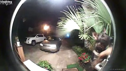 German Shepherd Rings Doorbell