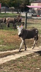 Donkeys Dressed Up As Unicorns