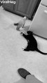 Cat Uses Tactical Defense Strategy Against Friend