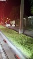 A Herd of Goats are on the Loose in Miami