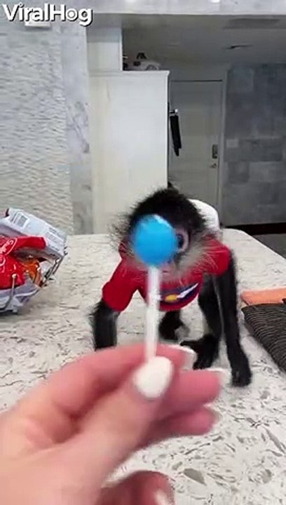 Monkey Eats Lollipop Like a Kid