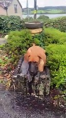 Monty the Lab Takes a Mud Bath