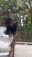 Bear Steals Milkshake From Car
