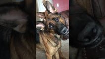 Synchronized Head Tilts By Handsome Shepherds