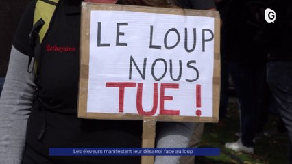 Reportage - Les éleveurs manifestent leur désarroi face au loup