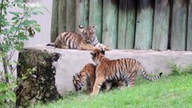 شاهد: أربعة نمور بنغالية حديثة الولادة تمرح في حديقة حيوان مكسيكية