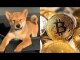 Shiba Inu Coin jumps 45% in last 24 hrs; Here's why SHIB is going up