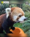 Animals at the Oregon Zoo Enjoy Pumpkin Treats