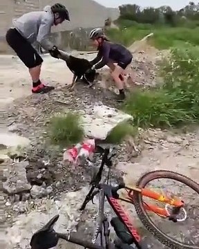 Un chien avec la tête coincée dans une bouteille plastique remercie les personnes qui l'ont aidé !