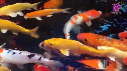 intro-logo-15-min-20210926-005507