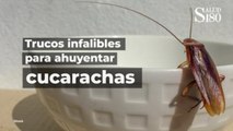 ¡Trucos infalibles para ahuyentar cucarachas! | Salud180