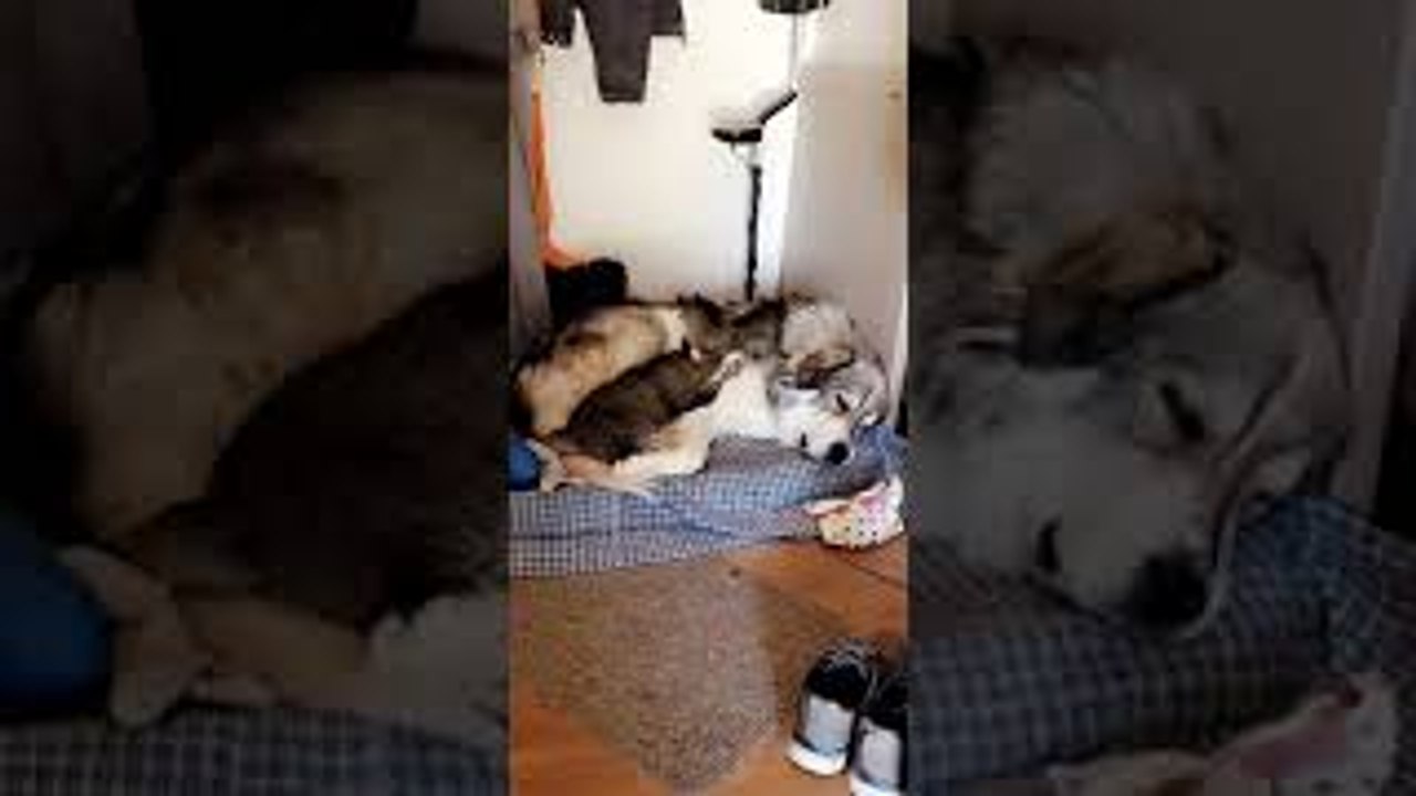 Great Pyrenees Cuddles With Kitty Cat Friend