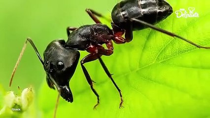 Usos que no conocías del talco de bebé.| Cocina Delirante