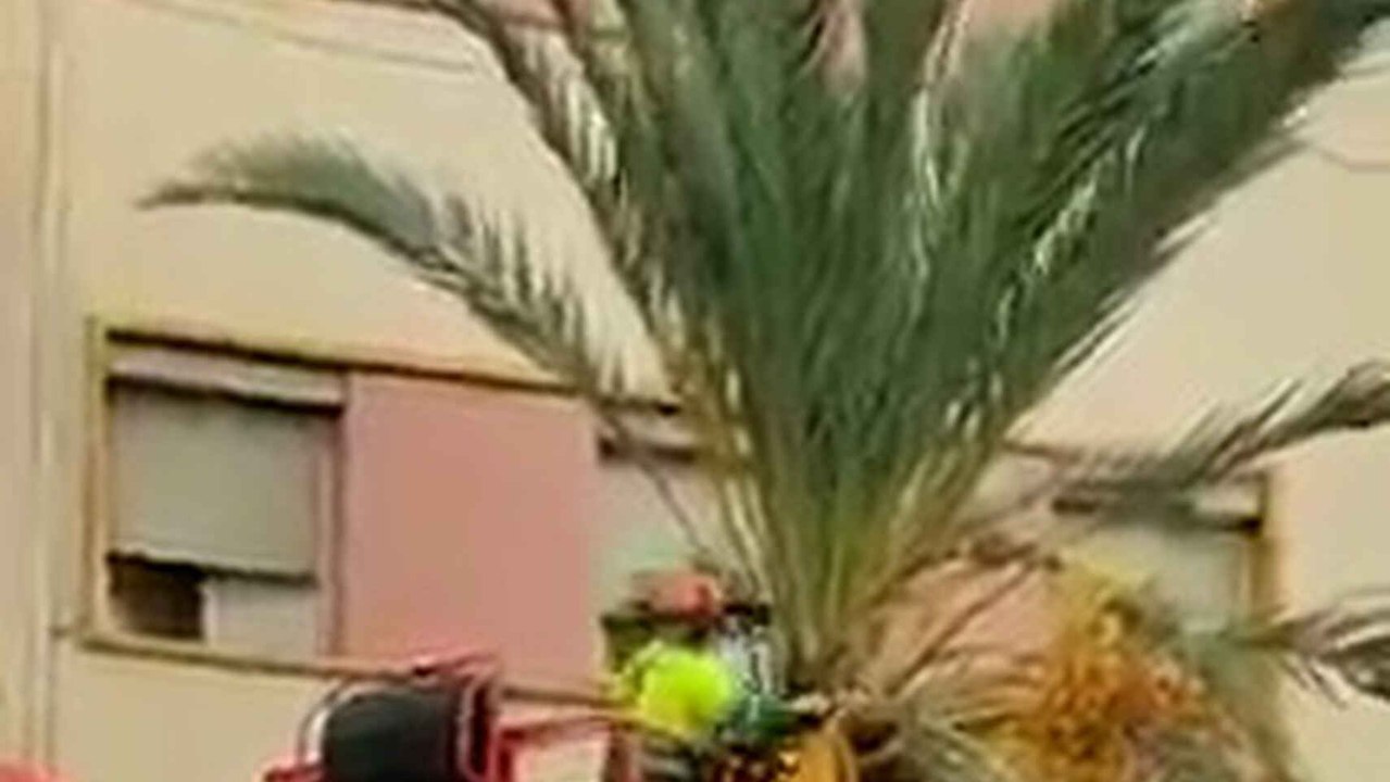 Polémica poda con motosierra de palmeras en Elche