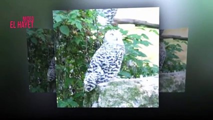 Saurez-vous retrouver cette chouette lapone camouflée dans un arbre
