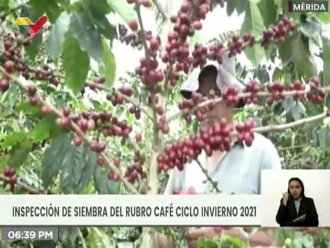 Autoridades inspeccionaron la siembra del rubro de Café, cosecha 2021 en el Edo. Mérida