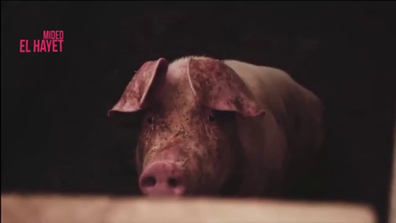 POURQUOI LE PORC EST INTERDIT EN ISLAM  LE PORC EST-IL IMPUR