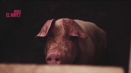 POURQUOI LE PORC EST INTERDIT EN ISLAM  LE PORC EST-IL IMPUR