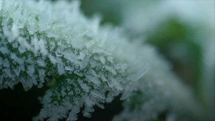 10 Plants to Root in Water Now