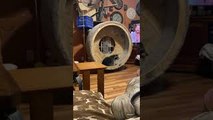 Raccoon Hamster Wheel