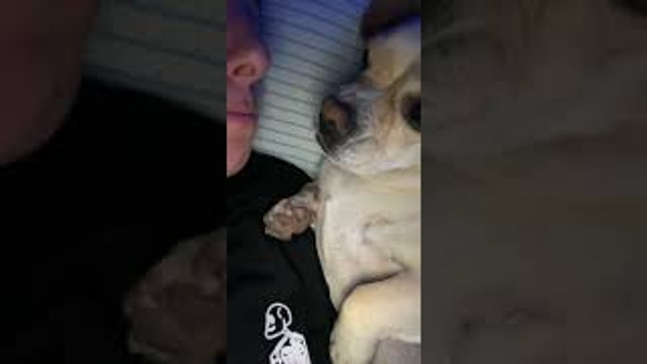 Licking Competition