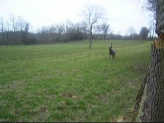 Quita saute un tronc !