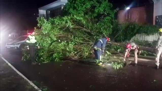 Árvore cai no Centro de Cascavel e interrompe fluxo de veículos