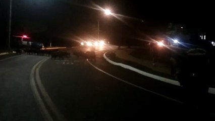 Prefeitura pede investigação de atropelamento de capivaras