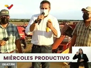 Inicia cosecha de maíz del ciclo invierno en la finca "Piritico" del  Edo. Guárico