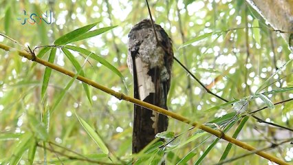 mqn- Estoy picado del pájaro con el mejor camuflaje del mundo-061021