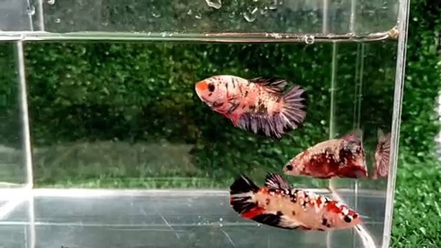 beuty betta fish koi copper copper of brtta fhis