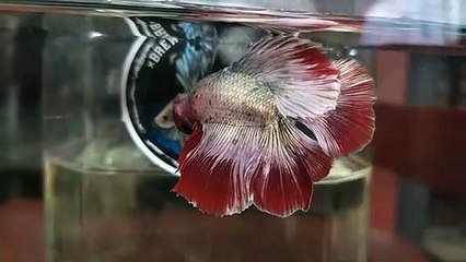 doble tail red grizle  this is betta fhis bro