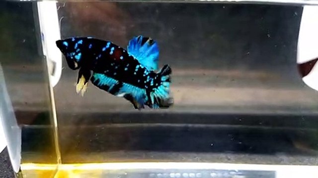 plakat avatar betta fish