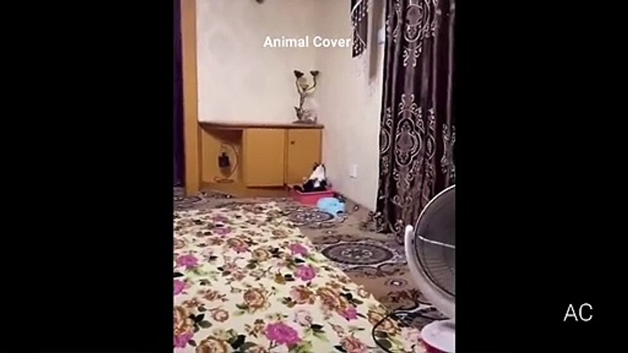 funy cat 3