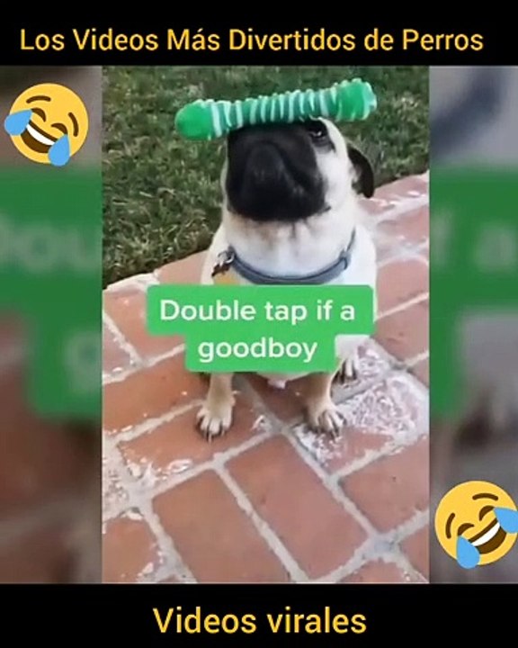 Los Videos Mas DIVERTIDOS de Perros GRACIOSOS - Videos de Risa ...
