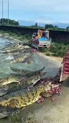 Do you guys dare to feed him at close range