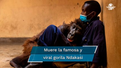 Conmueve muerte de una gorila en brazos de su cuidador y amigo