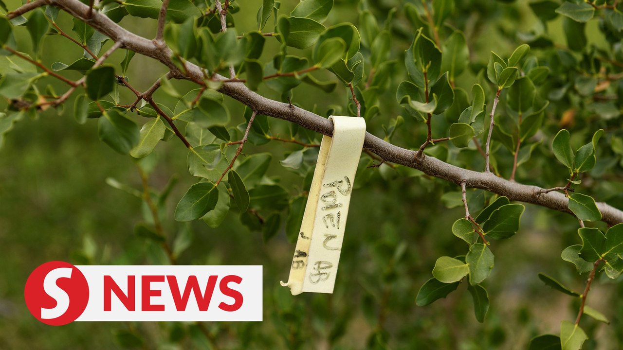 A Chilean tree holds hope for new vaccines - if supplies last