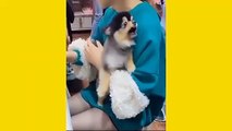 funny and cute dog cat - cute baby | funny animals moment