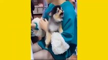 funny and cute dog cat - cute baby | funny animals moment