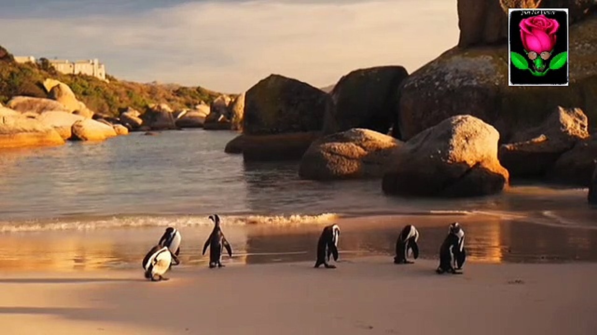 Beautiful penguin 2021,, African penguin,, nice penguin